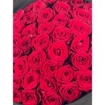 51 Красная роза