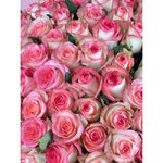 101 Розовая роза