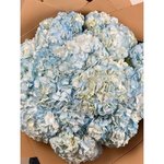 15 Голубых гортензий