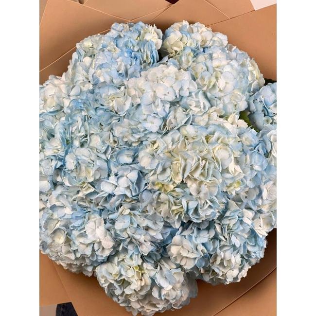 15 Голубых гортензий