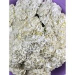 15 Белых гортензий