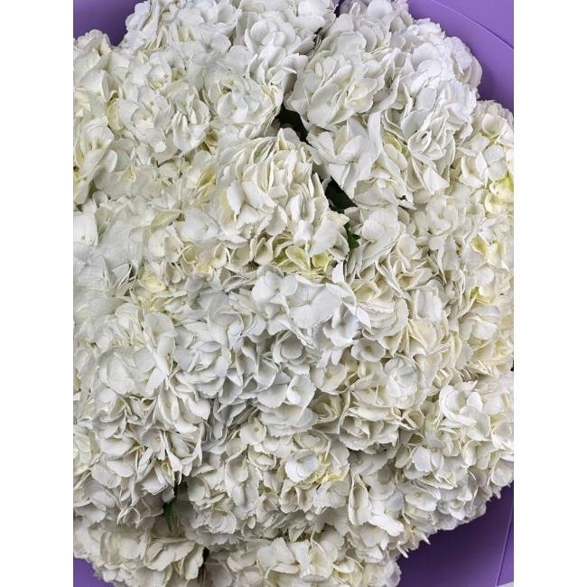 15 Белых гортензий