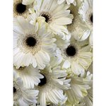 35 Белых гербер