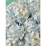 5 Голубых гортензий