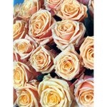 Роза сорта &laquo;Санни Сайд&raquo; (Sunny Side)