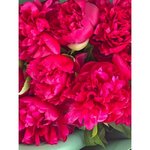 9 Бордовых пионов
