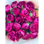 25 Бордовых пионов