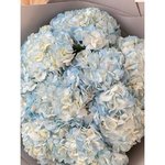 9 Голубых гортензий