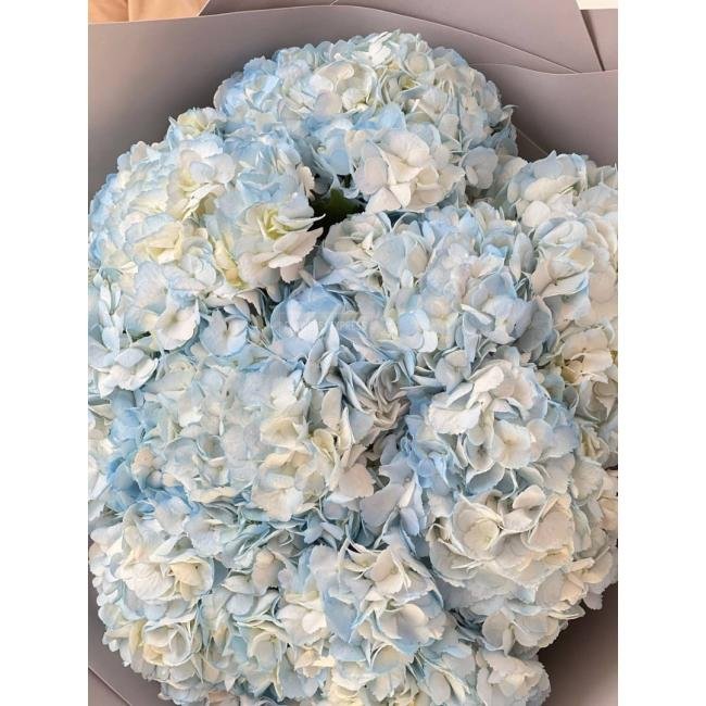 9 Голубых гортензий