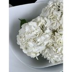 Букет из гортензий &laquo;Облако&raquo;