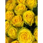 Роза сорта &laquo;Пенни Лейн&raquo; (Penny Lane)