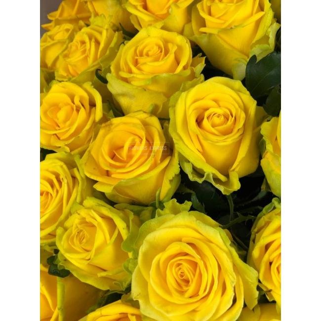 Роза сорта &laquo;Пенни Лейн&raquo; (Penny Lane)