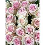 Роза сорта &laquo;Свит Ревиваль&raquo; (Sweet Revival)