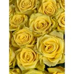 Роза сорта &laquo;Лампион&raquo; (Lampion)