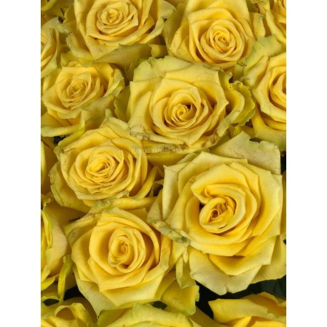 Роза сорта &laquo;Лампион&raquo; (Lampion)