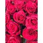 Роза сорта &laquo;Три Лав&raquo; (Three love)