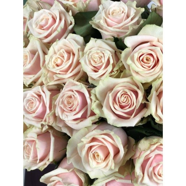 Роза сорта &laquo;Талея&raquo; (Talea)