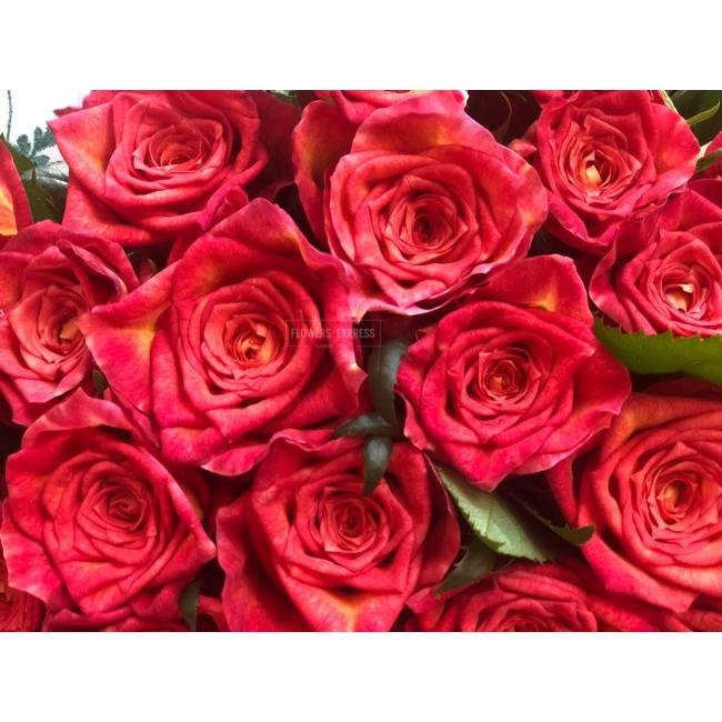 Роза сорта &laquo;Эплаус&raquo;