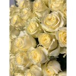 Роза сорта &laquo;Ивана&raquo; (Ivana)