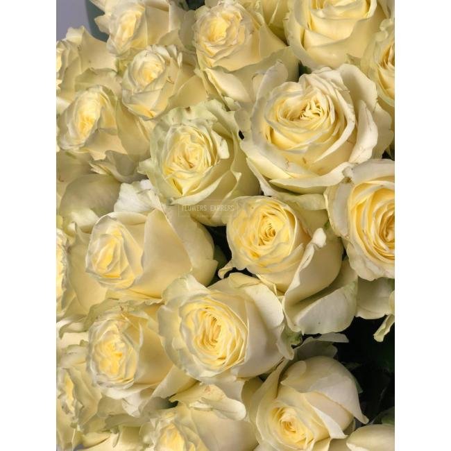 Роза сорта &laquo;Ивана&raquo; (Ivana)