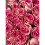 Роза сорта &laquo;Белиза&raquo; (Belize)