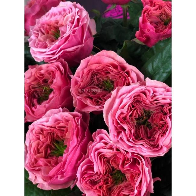 Роза сорта &laquo;Риджентс Парк&raquo; ( Regents Park)