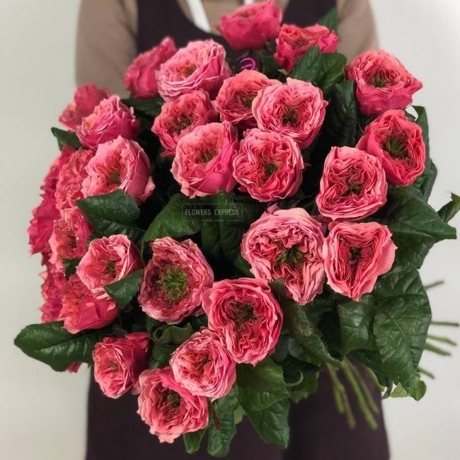 Роза сорта &laquo;Риджентс Парк&raquo; ( Regents Park)