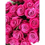 Роза сорта &laquo;Космик&raquo; (Kosmik)