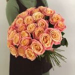 Роза сорта &laquo;Мисс Пигги&raquo; (Miss Piggy)