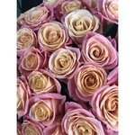 Роза сорта &laquo;Мисс Пигги&raquo; (Miss Piggy)