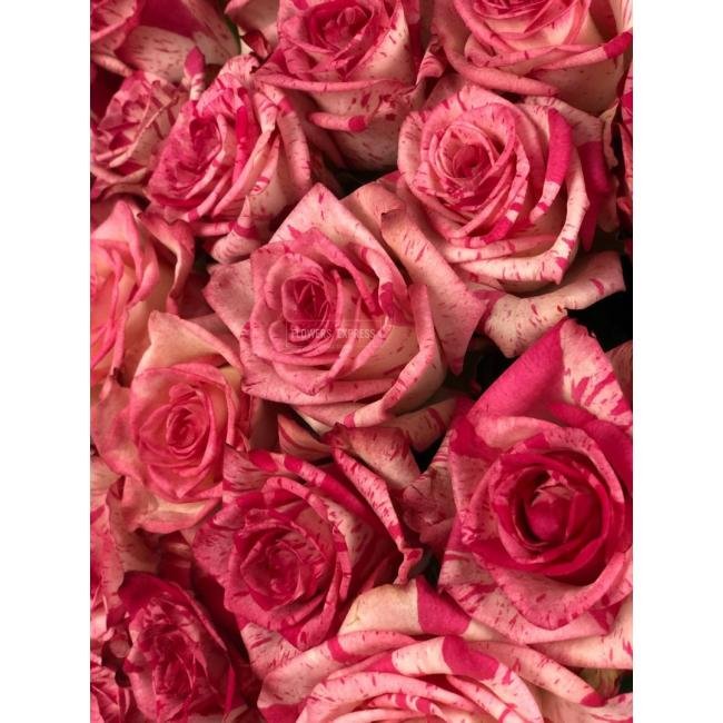 Роза сорта &laquo;Барракуда&raquo; (Barracuda)