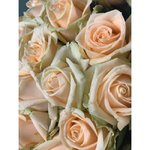 Роза сорта &laquo;Пич Аваланж&raquo; (Peach Avalanche)