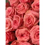 Роза сорта &laquo;Казанова&raquo; (Casanova)