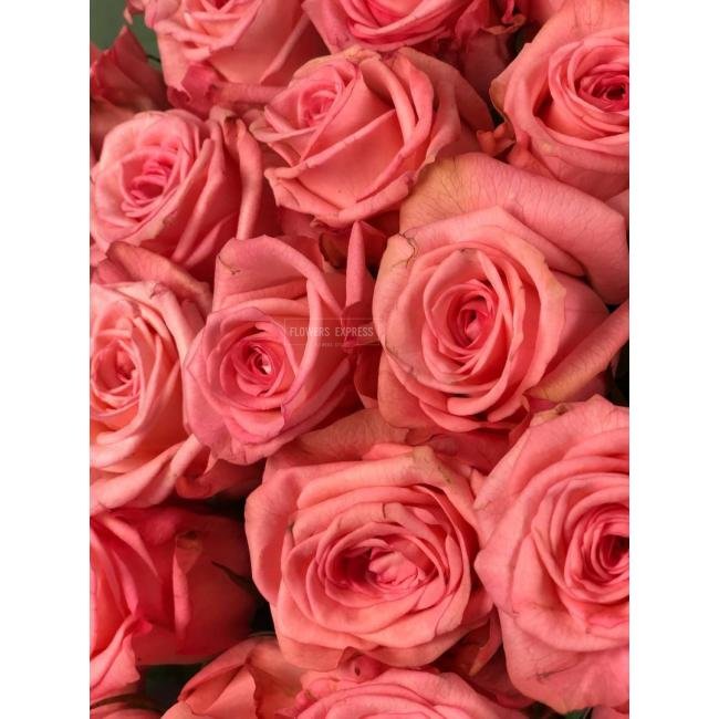 Роза сорта &laquo;Казанова&raquo; (Casanova)