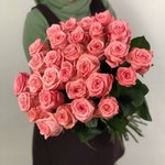 Роза сорта &laquo;Казанова&raquo; (Casanova)