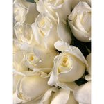 Роза сорта &laquo;Норма Джин&raquo; (Norma Jeane)