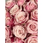 Роза сорта &laquo;Леди Рафаэлло&raquo; (Ledi Rafaello)