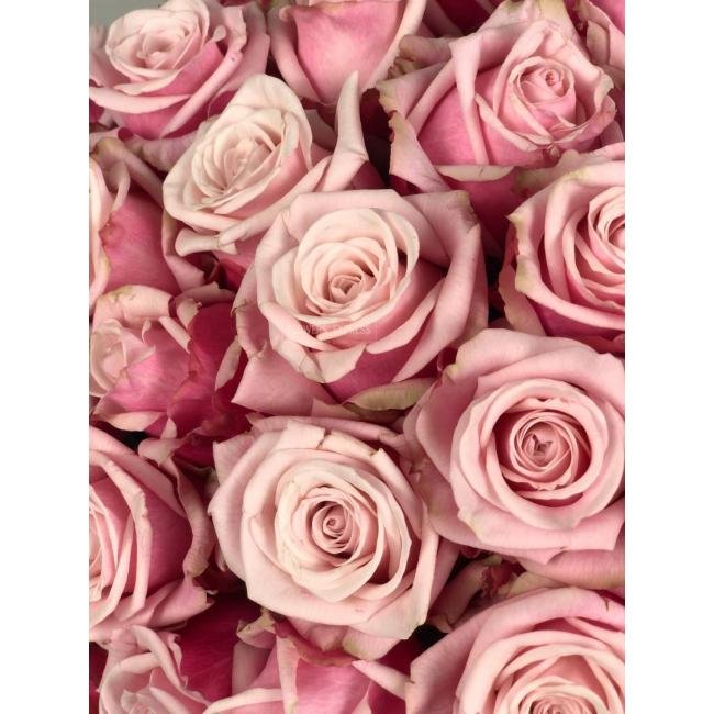 Роза сорта &laquo;Леди Рафаэлло&raquo; (Ledi Rafaello)