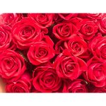 Роза сорта &laquo;Гуля&raquo;