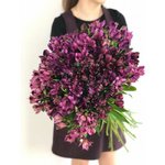 Альстромерия Фиолетовая