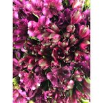 Альстромерия Фиолетовая