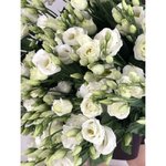 Эустома(Лизиантус) Белая