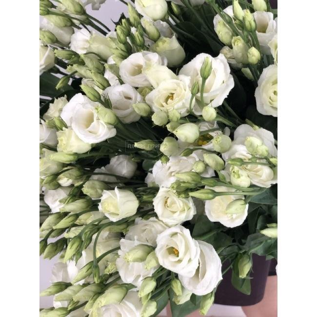 Эустома(Лизиантус) Белая