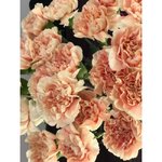 Гвоздика (Диантус) Кремовая