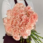 Гвоздика (Диантус) Кремовая