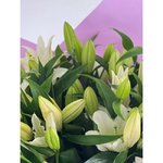 Букет из лилий &laquo;Мечта&raquo;
