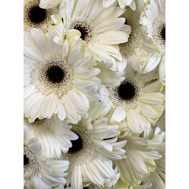 25 Белых гербер