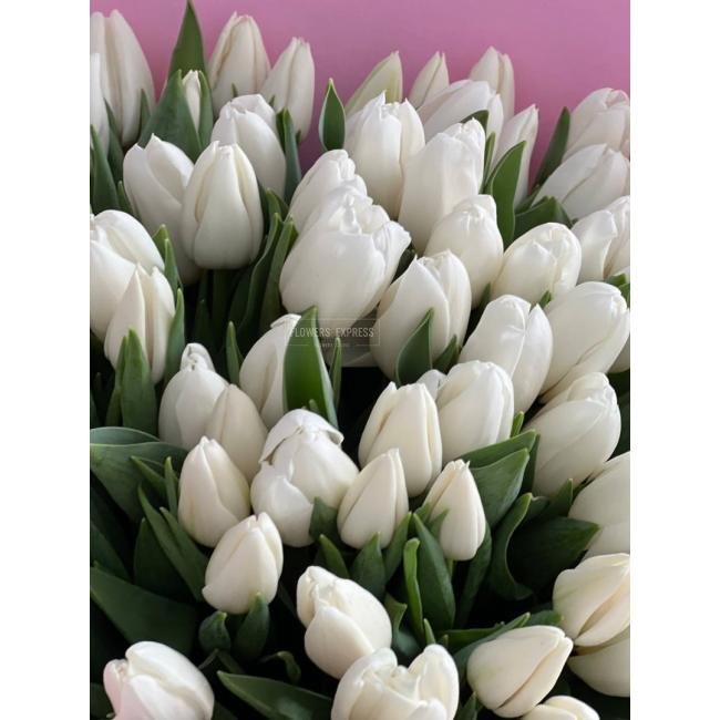 101 Белый тюльпан