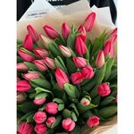 51 Красный тюльпан