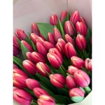 51 Бело-розовый тюльпан